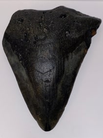 Ancient Fossilized Megalodon Shark Tooth 4.5