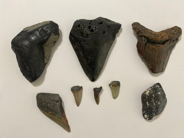 Megalodon and Pre Historic Shark Teeth Lot (8)