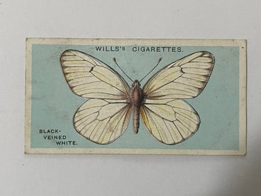 1927 Will's Cigarettes Card Butterfly Black Veined White