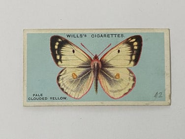1927 Will's Cigarettes Card Butterfly Pale Clouded Yellow