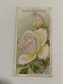 1912  Will's Cigarettes Card Roses Mrs Harvey Cant