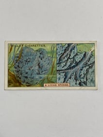 1924 Will's Cigarettes Card A Living Sponge