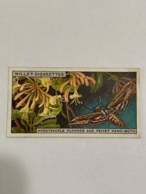 1924 Will's Cigarettes Card  Honeysuckle Flowers