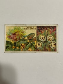 1924 Will's Cigarettes Card A Bedeggar of Wild Roses