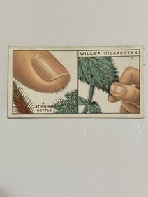1924 Will's Cigarettes Card A Stinging Nettle