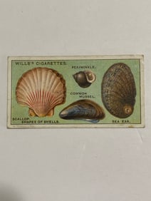 1924 Will's Cigarettes Card Scallop Sea Ear
