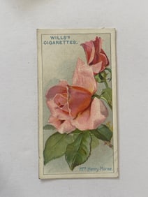 1912 Will's Cigarettes Card Roses Mrs Henry Morse