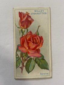 1912 Will's Cigarettes Card Roses Severine