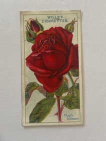 1912 Will's Cigarettes Card Roses Hugh Dickson