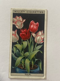 1925 Will's Cigarettes Card Flower Culture in Pots Tulip
