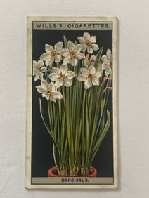 1925 Will's Cigarettes Card Flower Culture in Pots Poets Narcissus