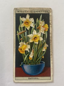 1925 Will's Cigarettes Card Flower Culture in Pots Daffodil