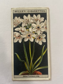1925 Will's Cigarettes Card Flower Culture in Pots Ornithogalum