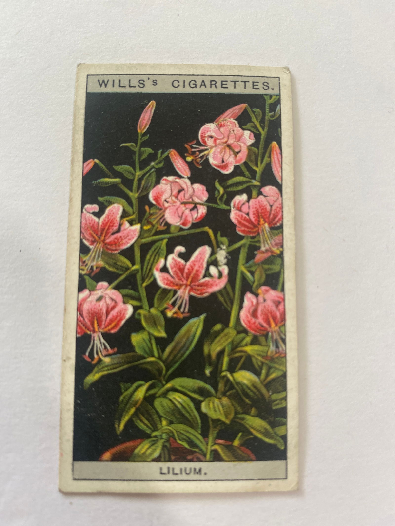 1925 Will's Cigarettes Card Flower Culture in Pots Lilium (1 of 2)