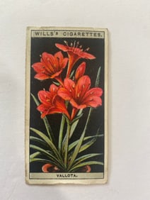 1925 Will's Cigarettes Card Flower Culture in Pots Vallota