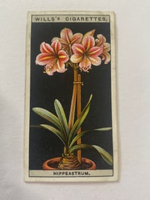 1925 Will's Cigarettes Card Flower Culture in Pots Hippearstrum