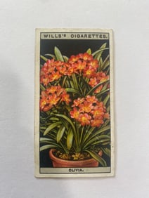 1925 Will's Cigarettes Card Flower Culture in Pots Clivia