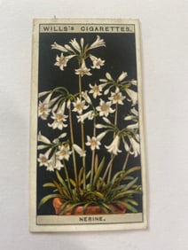 1925 Will's Cigarettes Card Flower Culture in Pots Nerine