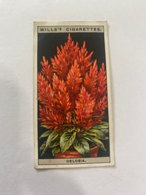 1925 Will's Cigarettes Card Flower Culture in Pots Celosia