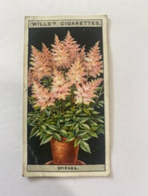 1925 Will's Cigarettes Card Flower Culture in Pots Spirea