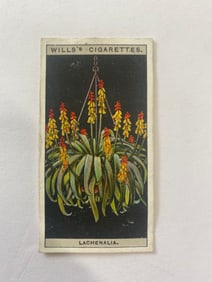 1925 Will's Cigarettes Card Flower Culture in Pots Lachenallia