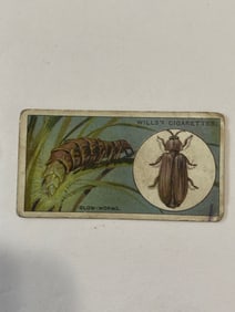 1926 Will's Cigarettes Card Glow Worms