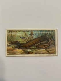1926 Will's Cigarettes Card An Electric Eel