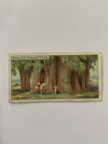 1926 Will's Cigarettes Card The Biggest Tree