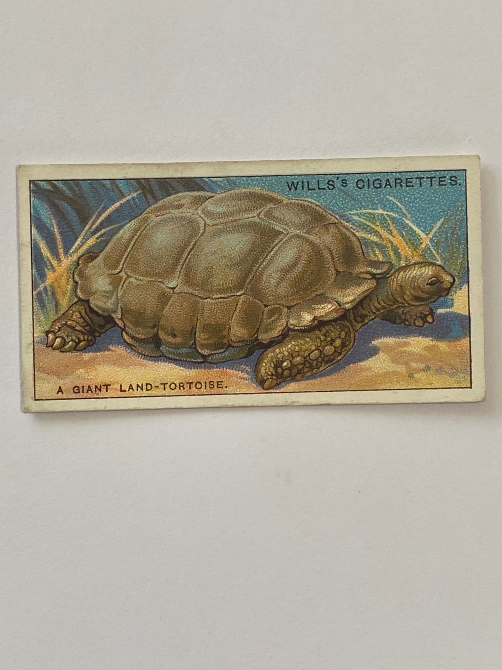 1926 Will's Cigarettes Card A  Giant Land Tortoise (1 of 2)