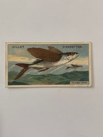 1926 Will's Cigarettes Card Flying Fish