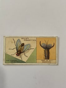 1926 Will's Cigarettes Card The Common House Fly