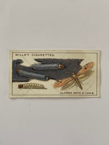1926 Will's Cigarettes Card Clothes Moth and Larva