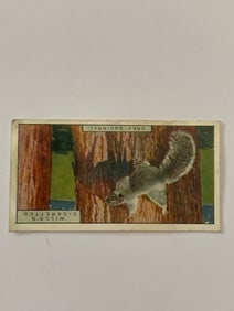 1926 Will's Cigarettes Card Grey Squirrel
