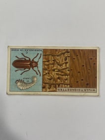 1926 Will's Cigarettes Card Worm Holes in Wood
