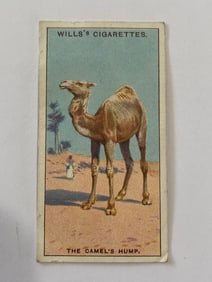 1924 Will's Cigarettes Card The Camel Hump