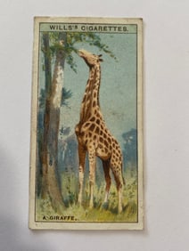 1924 Will's Cigarettes Card  A Giraffe