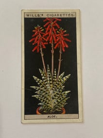 1925 Will's Cigarettes Card Flower Culture in Pots Aloe