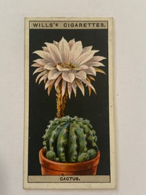 1925 Will's Cigarettes Card Flower Culture in Pots Cactus