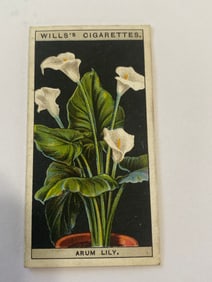 1925 Will's Cigarettes Card Flower Culture in Pots Arum Lily