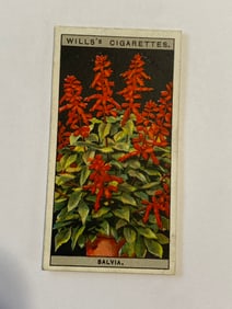 1925 Will's Cigarettes Card Flower Culture in Pots Balvia