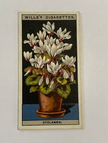 1925 Will's Cigarettes Card Flower Culture in Pots Cyclamen