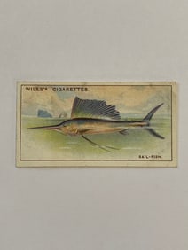 1928 Will's Cigarettes Card Wonders of The Sea Sail Fish