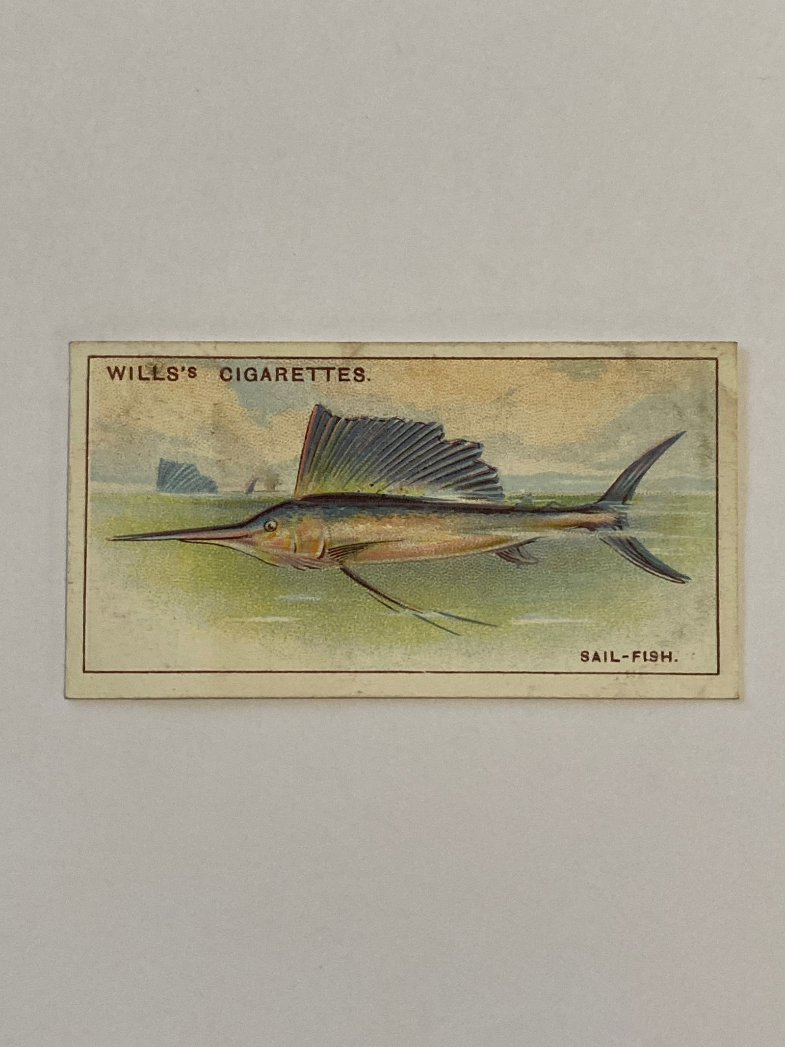 1928 Will's Cigarettes Card Wonders of The Sea Sail Fish (1 of 2)