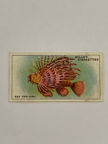 1928 Will's Cigarettes Card Wonders of The Sea Red Fire Fish