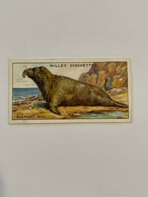 1928 Will's Cigarettes Card Wonders of The Sea Elephant Seal