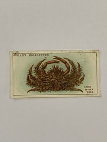 1928 Will's Cigarettes Card Wonders of The Sea Spiny Spider Crab