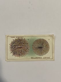 1928 Will's Cigarettes Card Wonders of The Sea Mushroom Coral