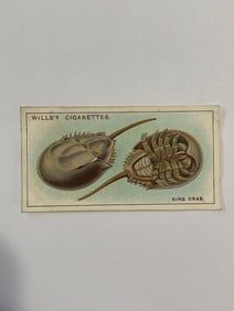 1928 Will's Cigarettes Card Wonders of The Sea King Crab