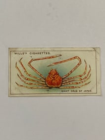 1928 Will's Cigarettes Card Wonders of The Sea Giant Crab of Japan