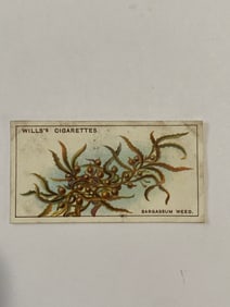 1928 Will's Cigarettes Card Wonders of The Sea Sargassum Weed